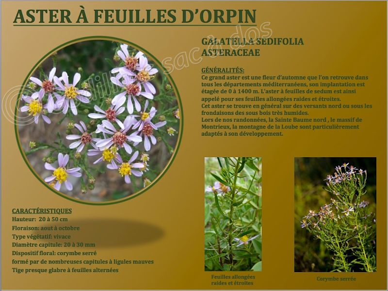 galatella_sedifolia.jpg