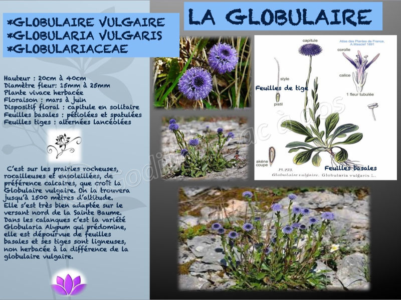 globularia_vulgaris.jpg