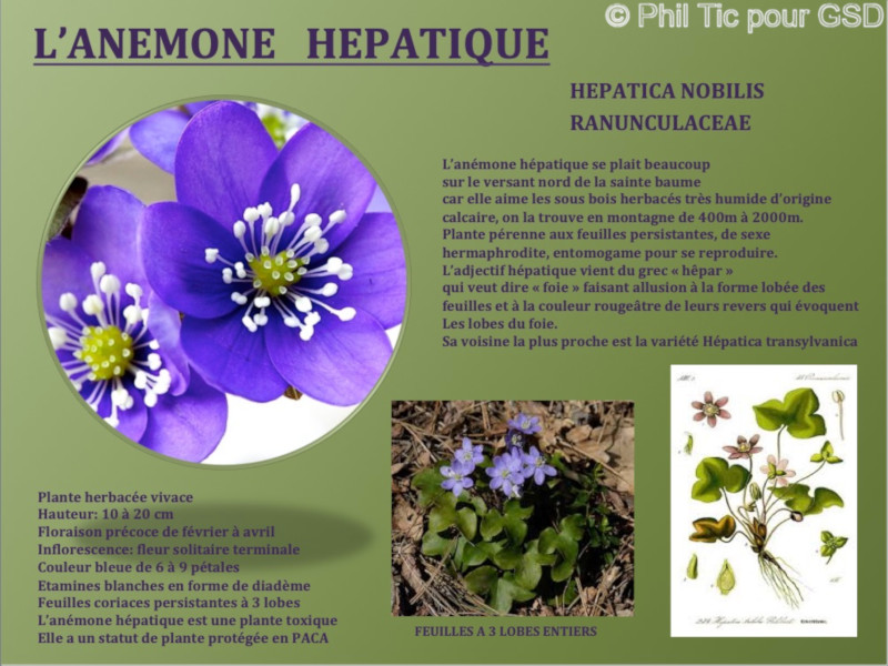 hepatica_nobilis.jpg