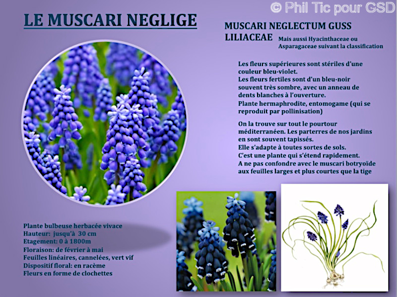 muscari_negletum_guss.jpg