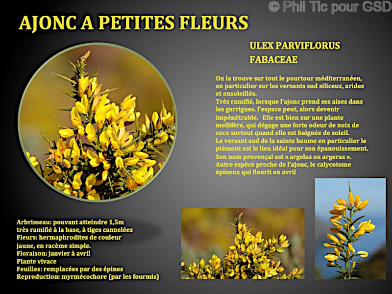 ulex_parviflorus.jpg